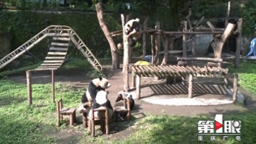 重庆最好的动物排名前十(重庆有什么珍稀动物)插图