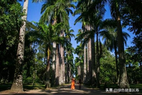 世界十大最美植物园排行榜(中国十大最美植物园)插图13