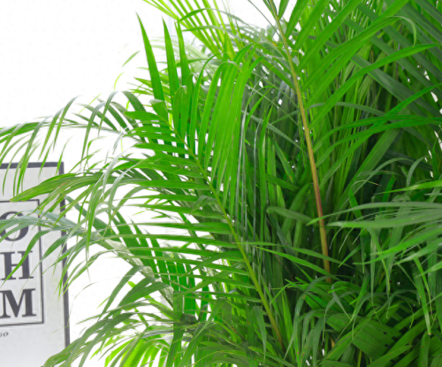 十大竹类植物排行榜(十种养不死的室内花)插图3