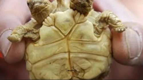 中国前十位变异动物排名(中国现在十大稀有动物)插图3