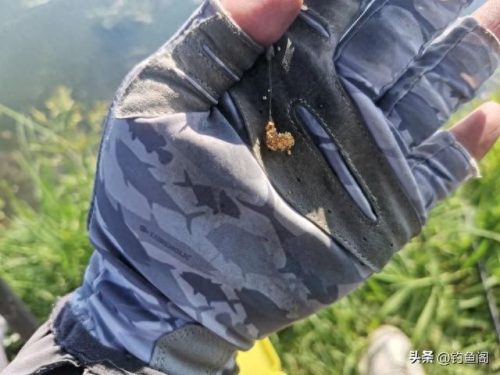 传统钓法十大排行榜(谷麦钓法的十大禁忌)插图5