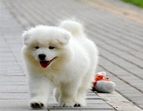 十大名犬排行榜图片欣赏(世界十大名犬排名大全)插图3