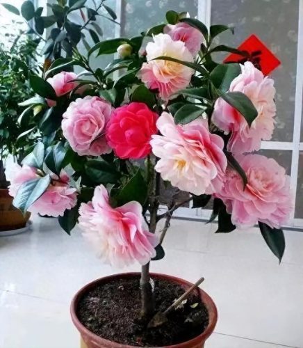 花草盆栽十大排行榜(最流行的十种盆栽)插图22