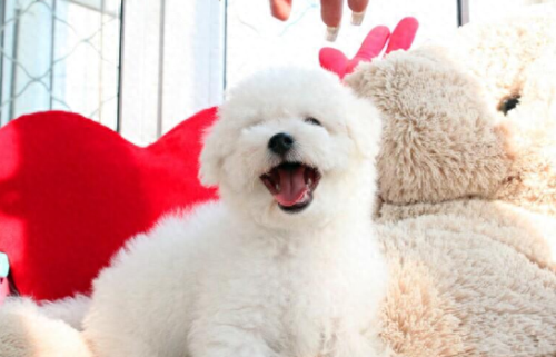 十大名犬排行榜图片欣赏(世界十大名犬排名大全)插图9