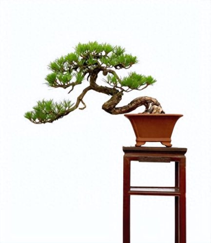 中国十大盆景排行榜前十名(盆景排行榜第一名)插图4