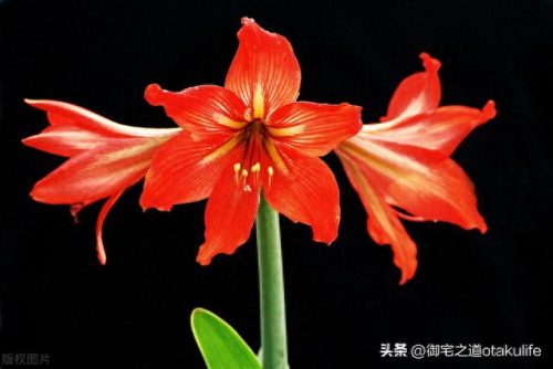 室内名贵盆栽十大排行榜(十种养不死的室内花)插图6