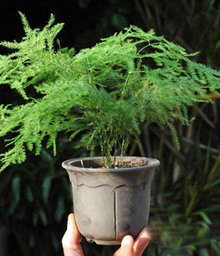 十大竹类植物排行榜(十种养不死的室内花)插图4