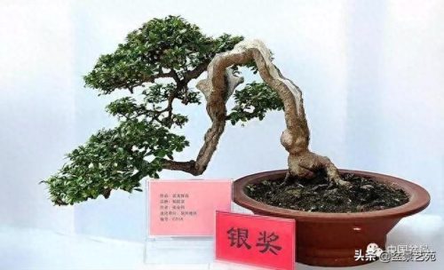 中国十大盆景排行榜前十名(盆景排行榜第一名)插图8