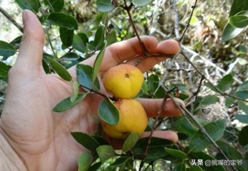 南美十大作物排行榜图标(南美高海拔作物)插图19