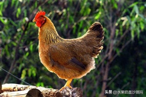 中国十大肉类特产排行榜(广东肉类特产排行榜前十)插图24