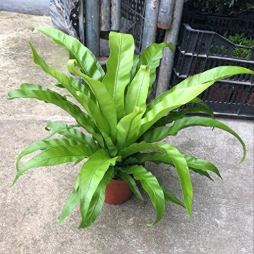 室内好养的植物排名前十(适合室内养的植物100种)插图15