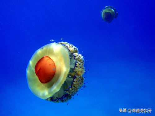 十大可爱鲨鱼排行榜(十大恐怖鲨鱼)插图3