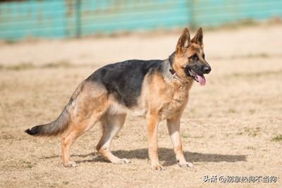 十大帅气大型犬排行榜(十大最好的中大型犬)插图2