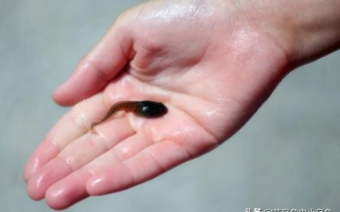 家养小蝌蚪吃什么东西营养更全面(小蝌蚪吃什么东西好养)
