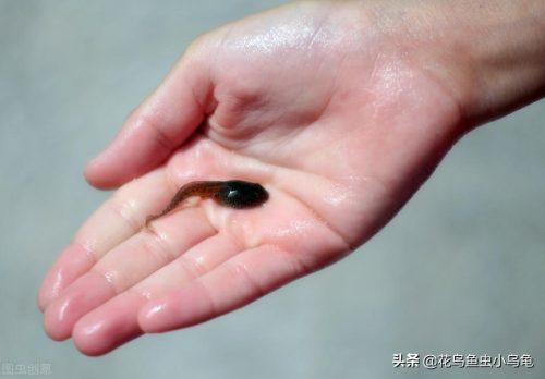 家养小蝌蚪吃什么东西营养更全面(小蝌蚪吃什么东西好养)插图