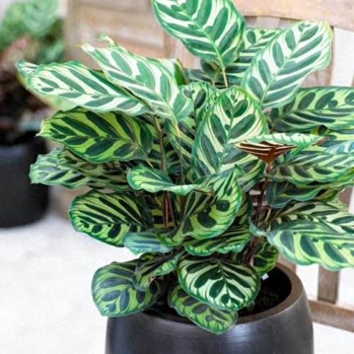 室内好养的植物排名前十(适合室内养的植物100种)插图4