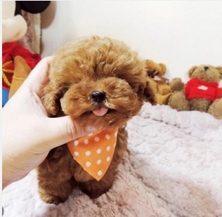 十大名犬排行榜图片欣赏(世界十大名犬排名大全)插图1