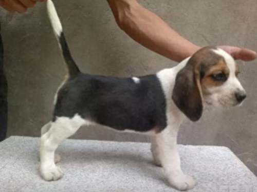 十大名犬排行榜图片欣赏(世界十大名犬排名大全)插图8