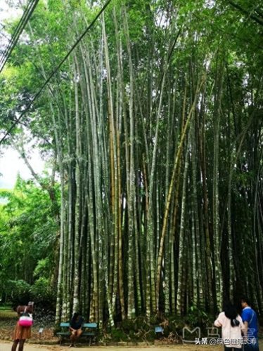 世界十大最美植物园排行榜(中国十大最美植物园)插图3