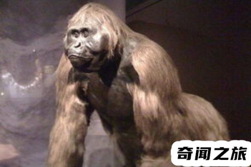 最危险的远古巨兽有哪些(最晚灭绝的远古巨兽)插图2