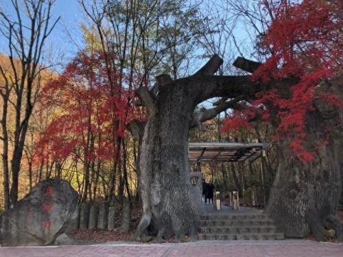 辽宁丹东旅游(辽宁本溪旅游)插图15