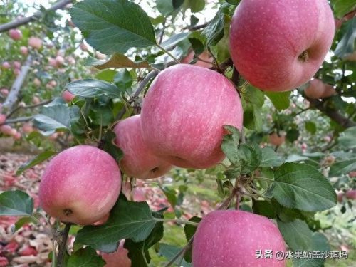 中国十大肉类特产排行榜(广东肉类特产排行榜前十)插图19
