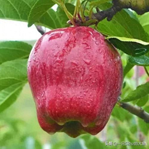 十大清脆水果排行榜前十名(痛风十大禁忌水果)插图1