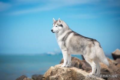 十大帅气大型犬排行榜(十大最好的中大型犬)插图4