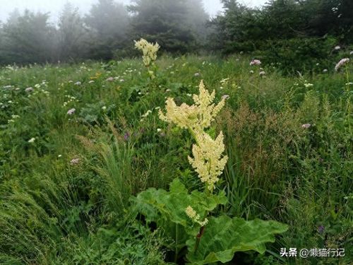 北京十大山峰海拔排行榜(中国所有山峰海拔排名)插图7