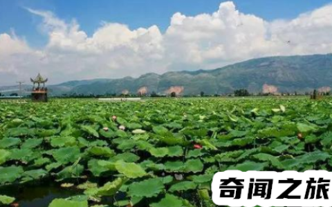 最近曹县为啥那么火(为啥最近曹县这么火)