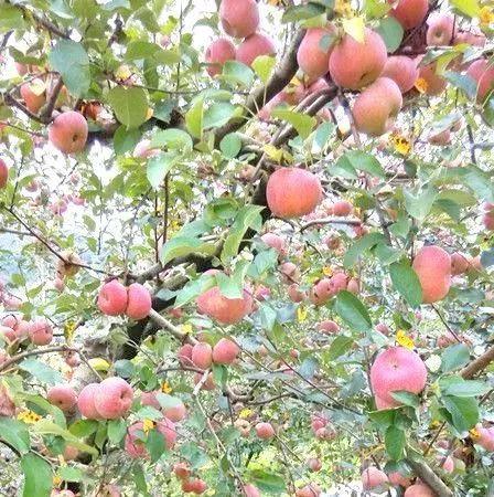 昆明十大农庄排行榜前十名(昆明十大故居排行榜)插图37
