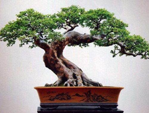 中国十大盆景排行榜前十名(盆景排行榜第一名)插图