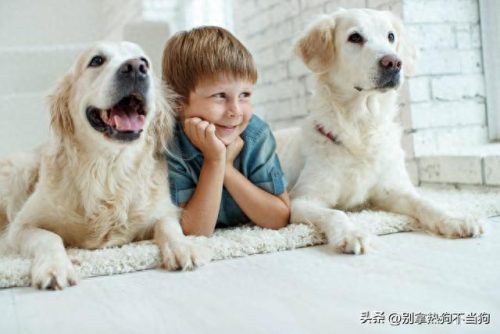 十大帅气大型犬排行榜(十大最好的中大型犬)插图