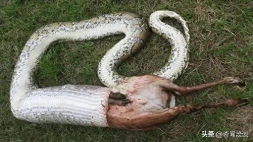 动物捕猎十大排行榜图片(动物捕猎残忍画面)插图2