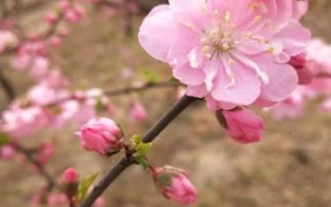 致富情报站(从捡破烂开始致富)