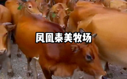 吉首十大好吃的饭店排行榜(吉首特色餐厅)