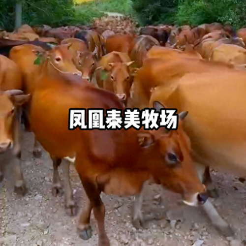 吉首十大好吃的饭店排行榜(吉首特色餐厅)插图