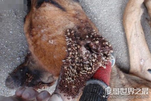 密集恐惧症大揭秘(密集恐惧症普遍么)插图5