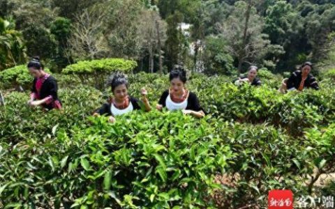 海南红茶十大排行榜(红茶十大品牌排名)