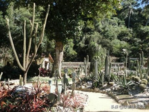 世界十大最美植物园排行榜(中国十大最美植物园)插图18