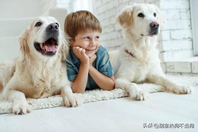 十大帅气大型犬排行榜(十大最好的中大型犬)插图7