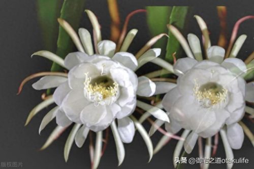 室内名贵盆栽十大排行榜(十种养不死的室内花)插图2