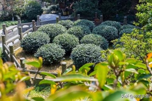 高质量茶叶品牌排行榜十大(十大高档茶叶品牌)插图22
