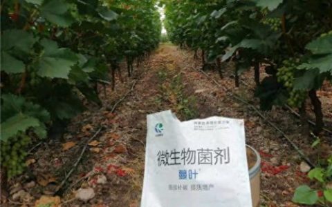 微生物菌肥哪家好(微生物菌肥骗局)