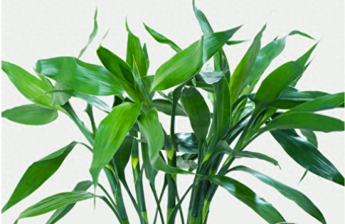 十大竹类植物排行榜(十种养不死的室内花)插图7