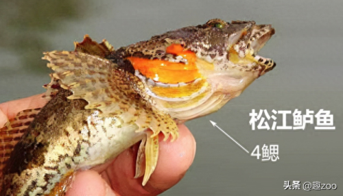 中国十大淡水鱼排行榜(中国十大名贵淡水鱼)插图7