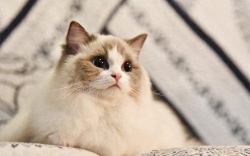 猫的十大神话排行榜(打死猫的十大忌讳)插图1