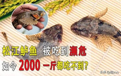 中国十大淡水鱼排行榜(中国十大名贵淡水鱼)插图6