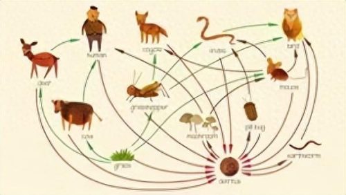 蛇类的十大天敌是什么(蛇最怕一个东西)插图1