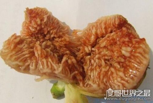 密集恐惧症大揭秘(密集恐惧症普遍么)插图1